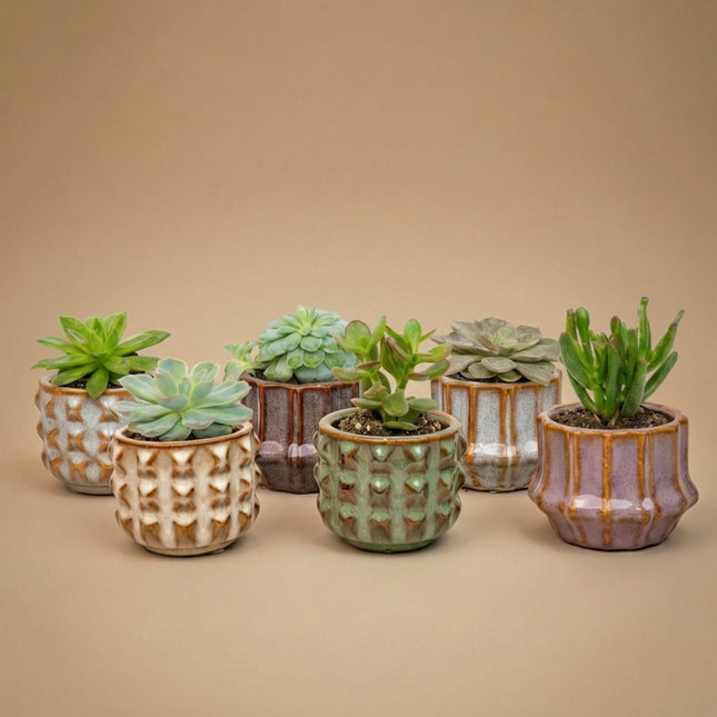 Succulents Set Of 6 In Ceramic Mini Pot San Juan - ↑ 8–12 Cm