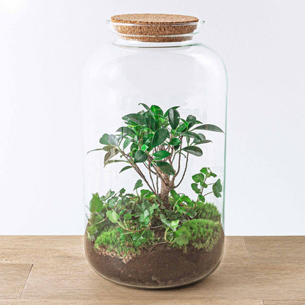 Terrarium Diy Kit - Sven Hedera Bonsai - Bottle Garden - ↑ 43 Cm