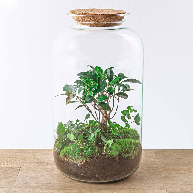 Terrarium Diy Kit - Sven Hedera Bonsai - Bottle Garden - ↑ 43 Cm