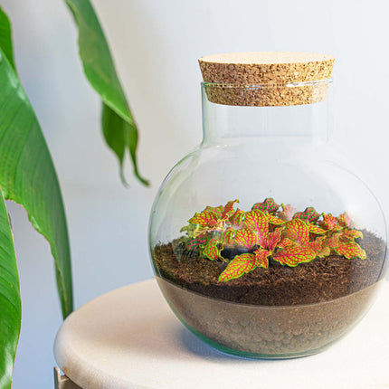 Terrarium Diy Kit - Noah - Diy Kit - ↑ 20 Cm