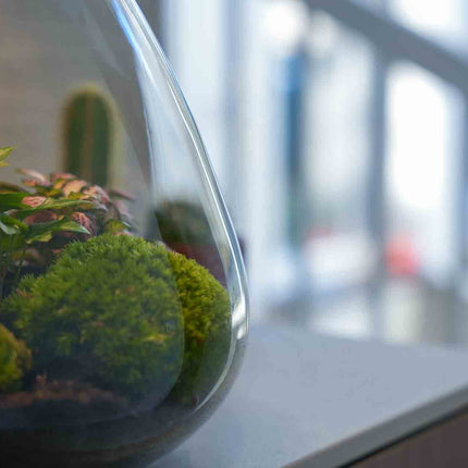 'Love Mom' Terrarium Sam + Engraved Cork With Light - Bottle Garden Diy Kit - Ø 24.5 Cm ↑ 30 Cm - Mother’s Day