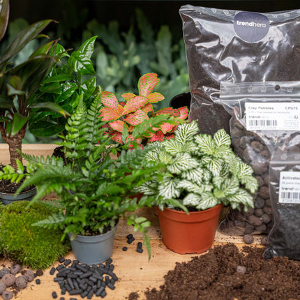 Jungle 5 - Plant Terrarium Refill & Starter Kit - 5 Terrarium Plants - Diy