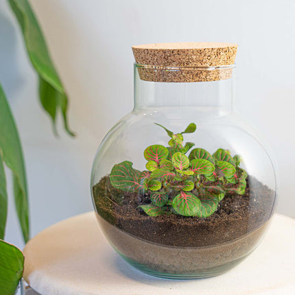Terrarium Diy Kit - Noah - Diy Kit - ↑ 20 Cm