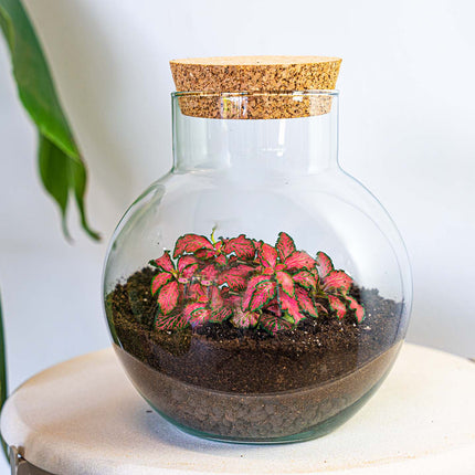 Terrarium Diy Kit - Noah - Diy Kit - ↑ 20 Cm