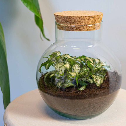 Noah - Terrarium - Bottle Garden Diy Kit - Ø 18.5 Cm ↑ 19 Cm