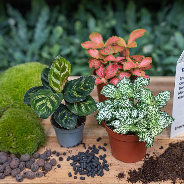 Calathea Makoyana - Plant Terrarium Refill & Starter Kit - 3 Terrarium Plants - Diy
