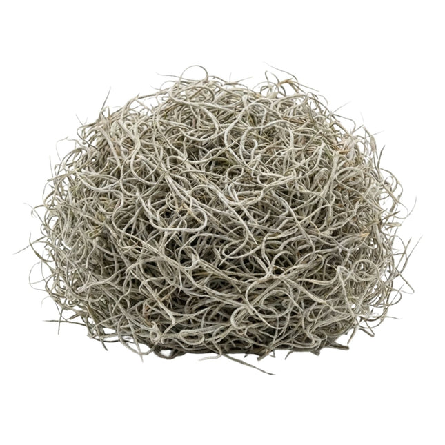 Dried Tillandsia Moss – 1L – Decorative - 100% Natural
