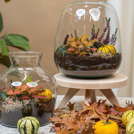Little Joe Autumn - Glass Bottle With Autumn Plants And Mini Pumpkins - Autumn Bottle Garden Diy Kit - Ø 20 Cm ↑ 22 Cm