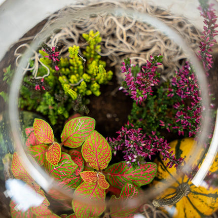 Emma Autumn - Glass Bottle With Autumn Plants And Mini Pumpkins - Autumn Bottle Garden Diy Kit - Ø 23 Cm ↑ 25 Cm
