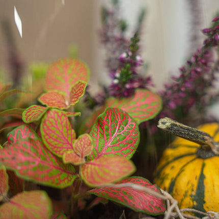 Emma Autumn - Glass Bottle With Autumn Plants And Mini Pumpkins - Autumn Bottle Garden Diy Kit - Ø 23 Cm ↑ 25 Cm
