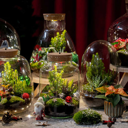 Cosy Christmas Terrarium - Bottle Garden Diy Kit - Ø 23 Cm ↑ 25 Cm