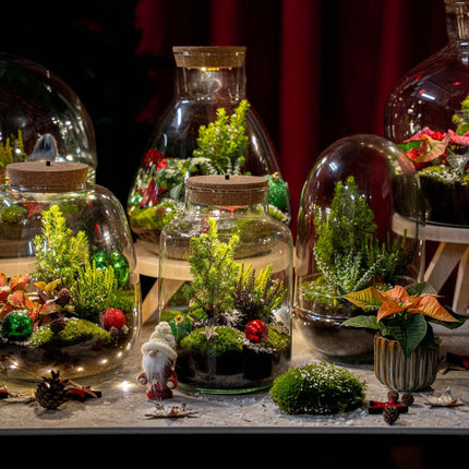 Jingle Christmas Terrarium - Bottle Garden Diy Kit - Ø 25 Cm ↑ 26,5 Cm