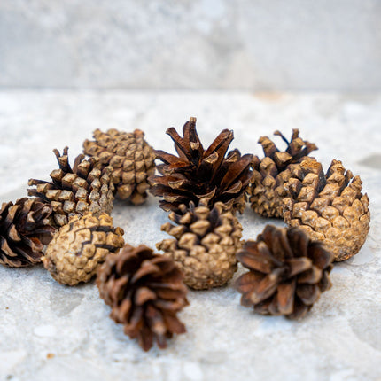 Pine Cones 10 Pcs - Size 4 - 6 Cm (Small)