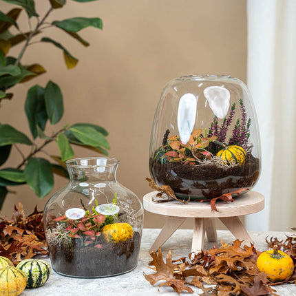 Emma Autumn - Glass Bottle With Autumn Plants And Mini Pumpkins - Autumn Bottle Garden Diy Kit - Ø 23 Cm ↑ 25 Cm