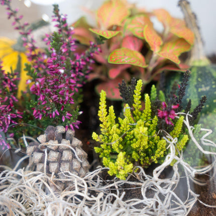 Pine Cones 10 Pcs - Size 4 - 6 Cm (Small)